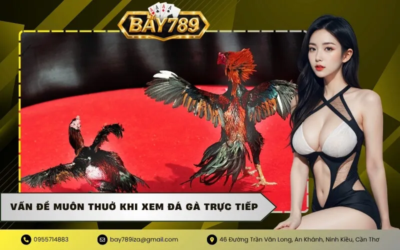Vấn đề muôn thuở khi xem đá gà trực tiếp